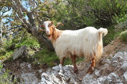 Koza na silničce k chatě Kalerghi